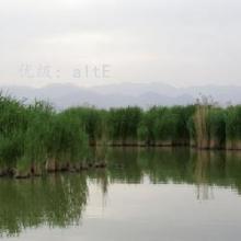 仯
